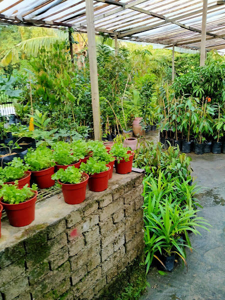 Bangi Nursery & Landscape gallery