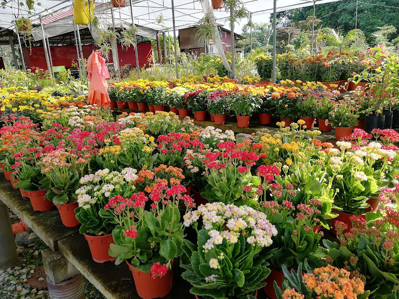 Sing Hing Huat Perniagaan Bunga (新兴发花园) gallery