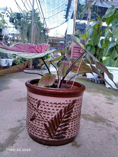 Lim Garden Enterprise gallery