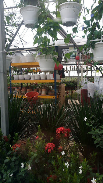 Yoke Lin Nursery gallery