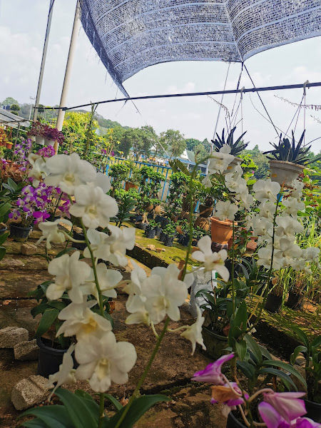 Ah Chui Nursery & Landscape Sdn Bhd gallery