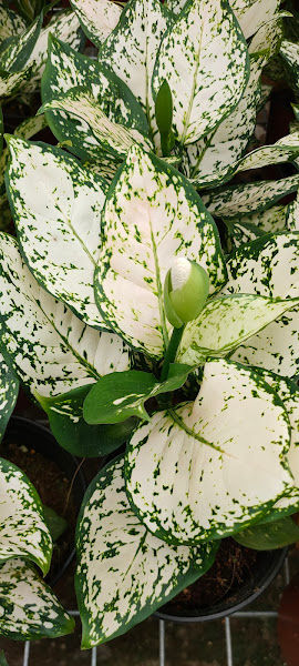 B Garden nursery farm 花蝴蝶 gallery