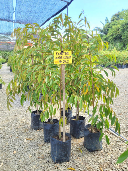 Halim Green Nursery Kuala Kangsar gallery