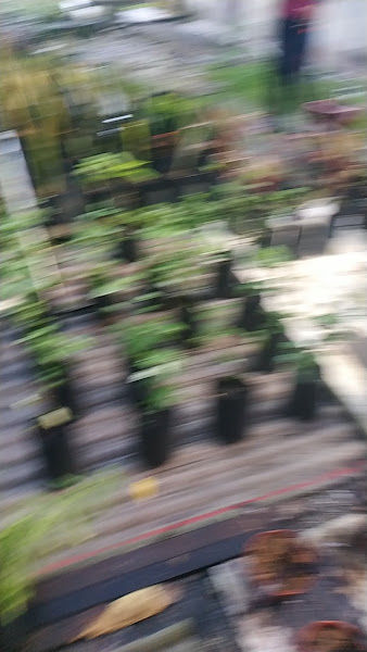 Suhaimi Nursery gallery