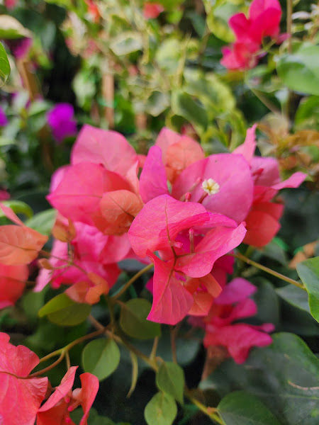 Go Green Nursery, Bougainvillea (Bunga Kertas) Supplier gallery