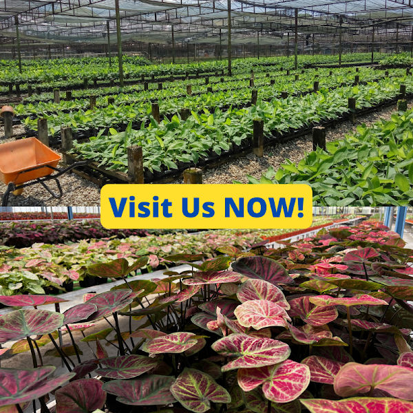 Focus Horticulture Sdn. Bhd. (Tanjung Malim Nursery)