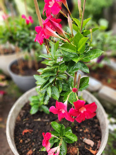 NURSERY NEK CAMI ICAM gallery