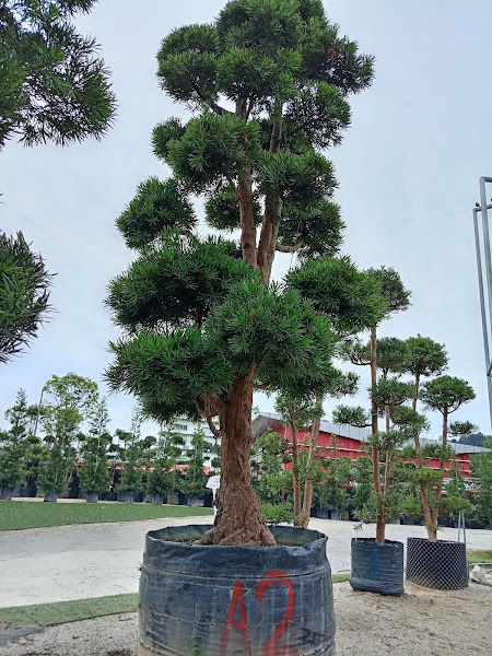 C Forest Landscape gallery