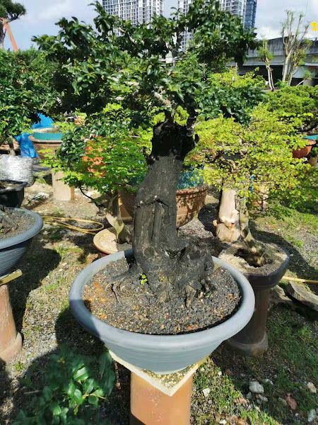 Sun Valley Nursery & Landscape gallery