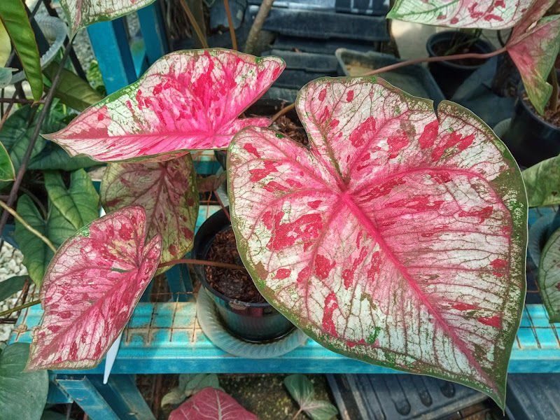 Fika Flower Landscape gallery