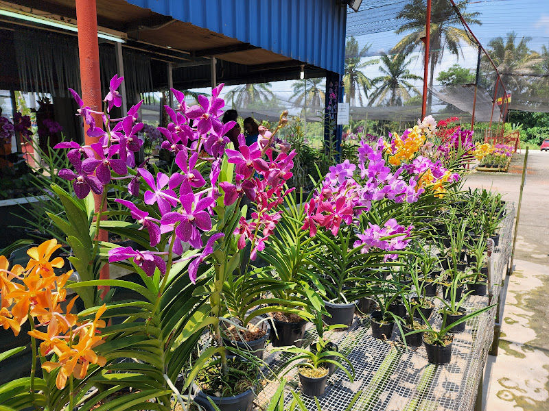United Malaysian Orchids Sdn Bhd gallery