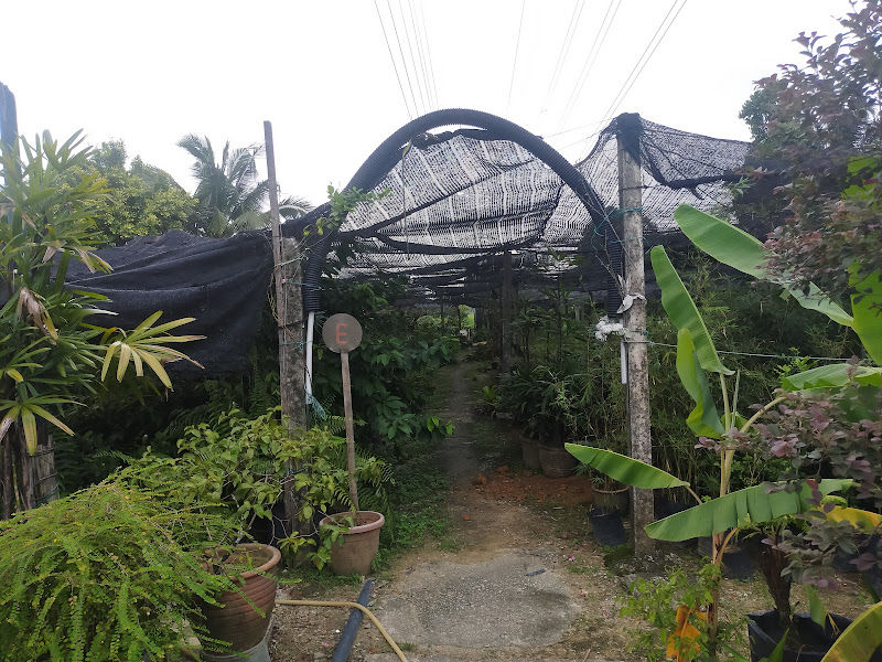 Ideal Plant Nurseries Sdn. Bhd. (640755-A) gallery