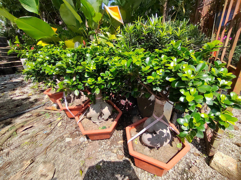 Yard Master Nursery gallery