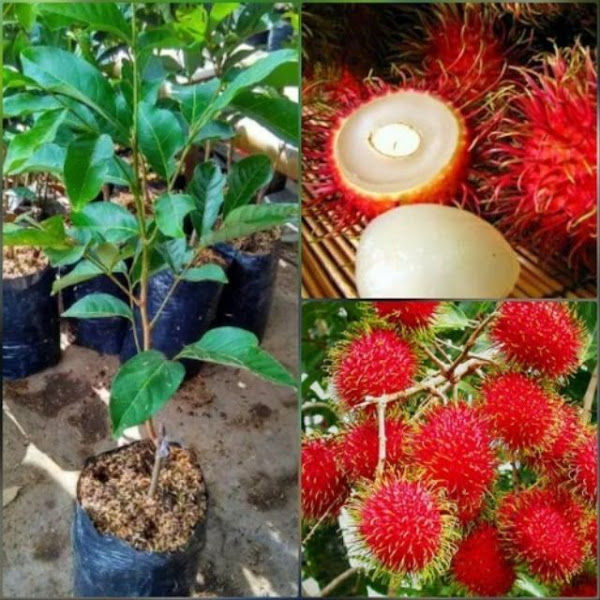 Nurseri Pokok Dusun Tua (Delivery Kuala Lumpur & Selangor) gallery