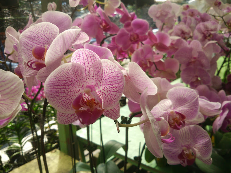 Natural Beauty Garden gallery