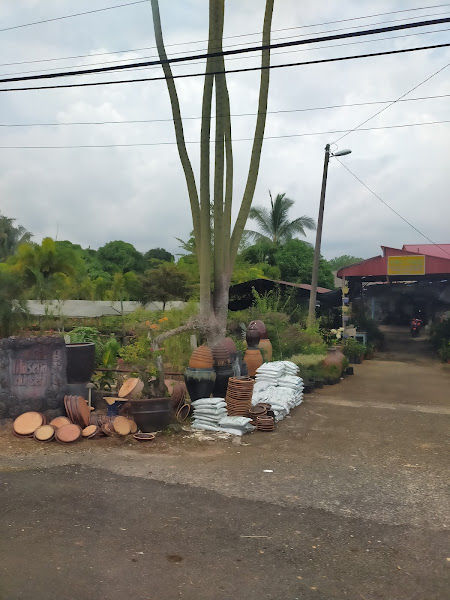 Masena Nursery Pokok gallery