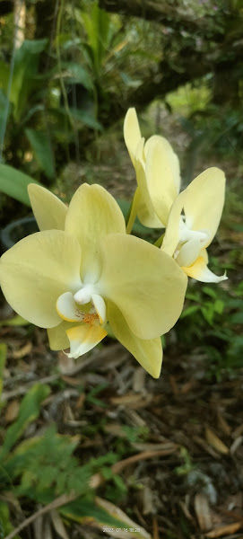 KAMA NURSERY CENTRE gallery