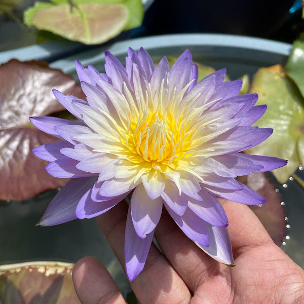 Sean Planters' Waterlily Lotus Garden 莲花 gallery