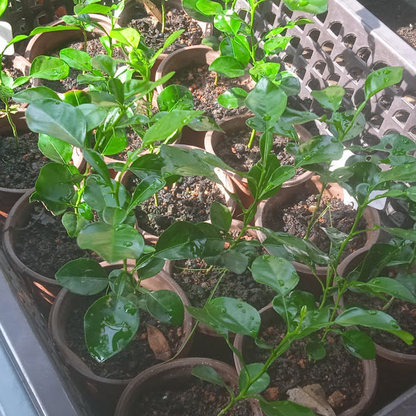 YUM NURSERY & FAMILY gallery