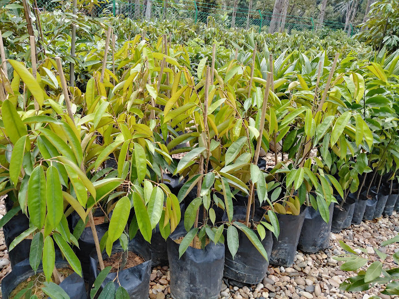 Eion Green Nursery Enterprise