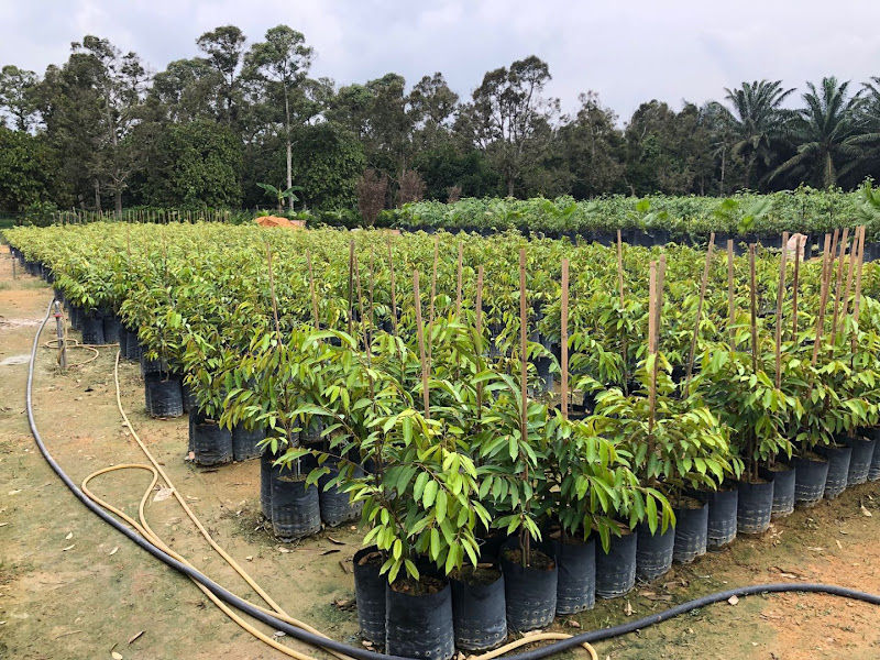 Rainforest Nursery Sdn Bhd gallery