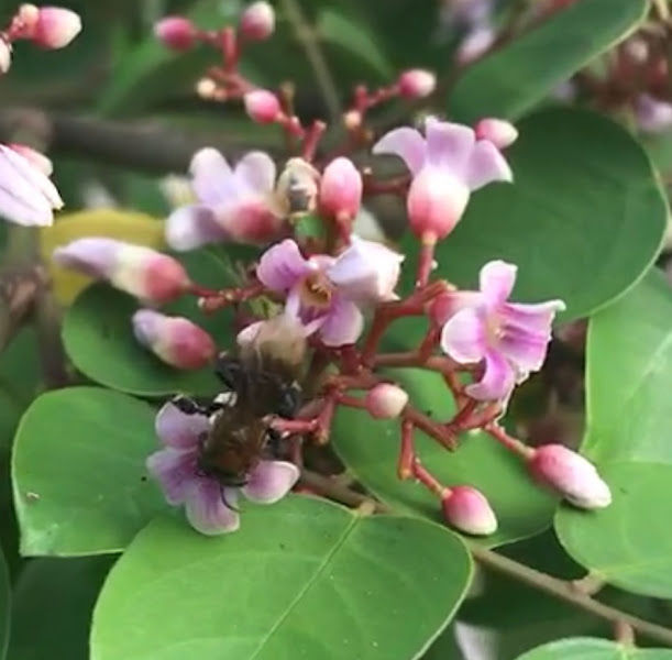 Stingless Bees Plant gallery