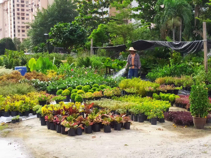 4LEAF Nursery and Landscape Services gallery