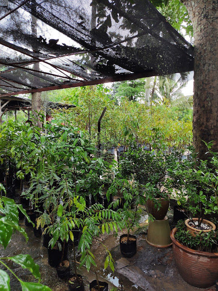 Rimbun Mahligai Nursery gallery