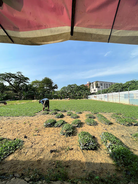 Grass Guru - Live Grass Supplier / Pembekal Rumput gallery