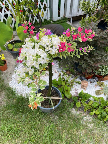 Greenfields Landscape Sdn Bhd gallery