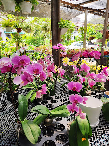 qpacks Nursery Kuala Lumpur & Landscape Specialist Malaysia gallery