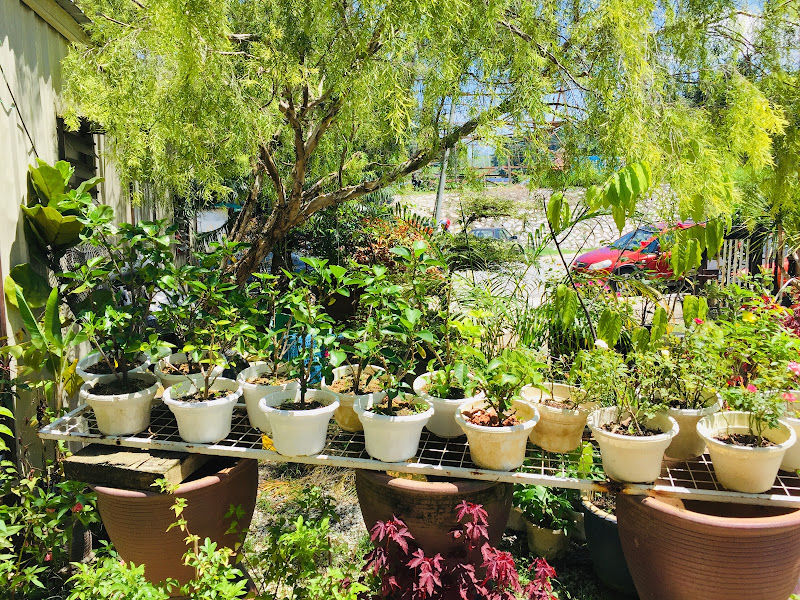 Ukay Nursery (Setiawangsa Branch) gallery