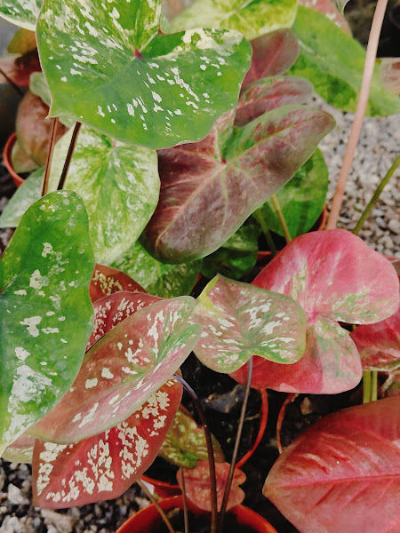 Mini power caladium