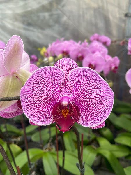 Seremban Orkid gallery