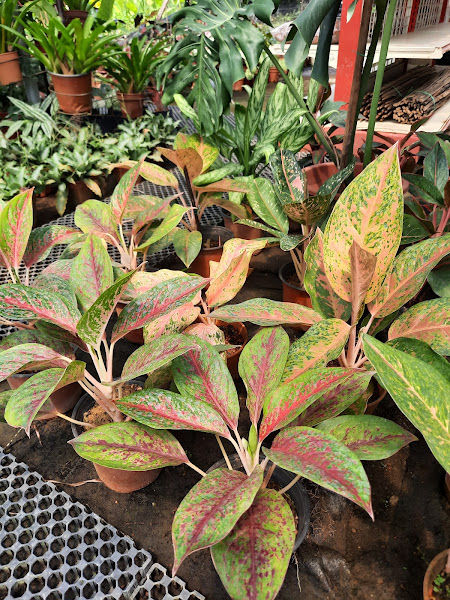 Elmina Nursery & Gardening gallery