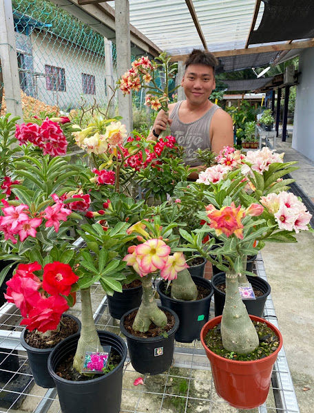 Plant Lover Malaysia | 花花公子 gallery