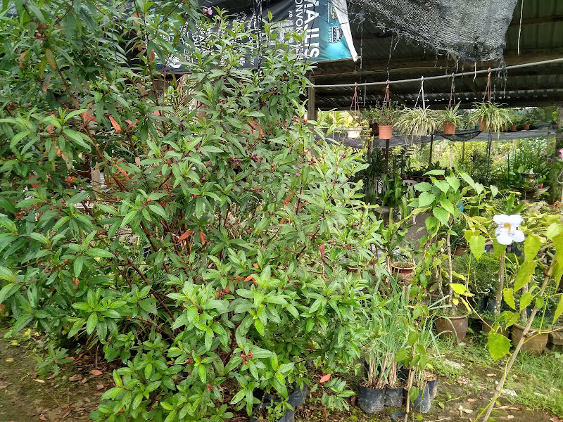 Jijan Nursery gallery