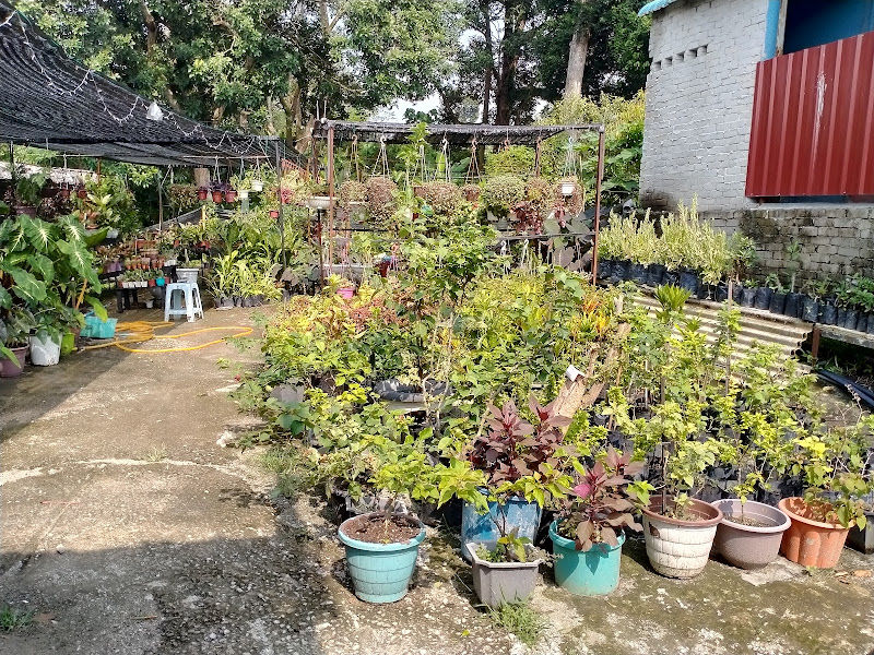 DE GADONG JAYA HOME NURSERY gallery