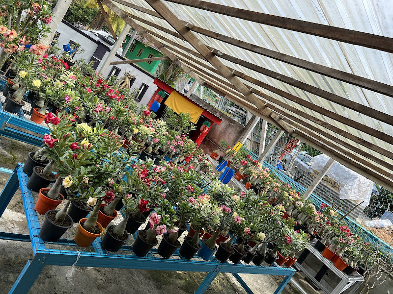 Plant Lover Malaysia | 花花公子 gallery