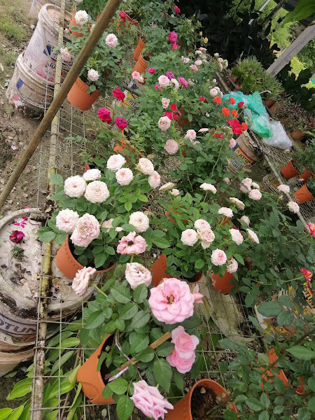 Bros nursery gallery