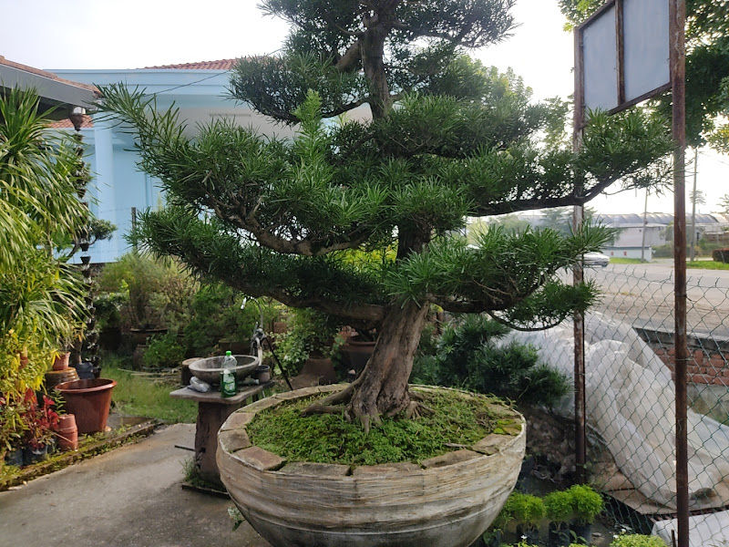 Kin Heng Plant Nursery gallery