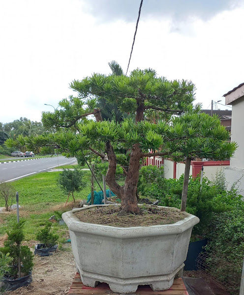 Bonsai Lelong gallery