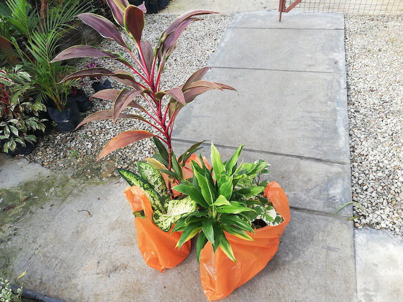 Sanai Nursery gallery