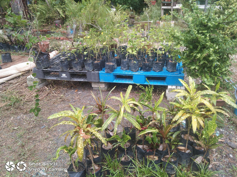 Nursery Jomberkebun gallery