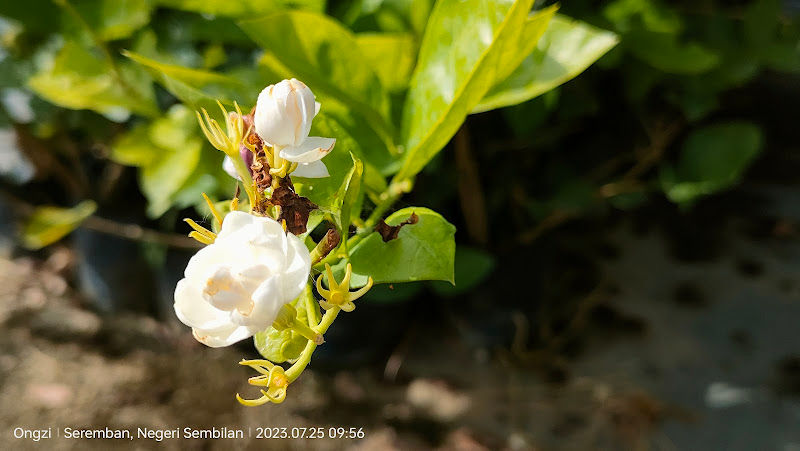 Laboo Landscapes (Office) gallery