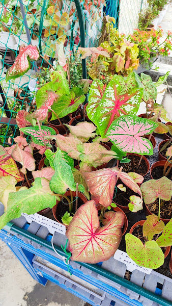 花之艺 My Little Garden gallery