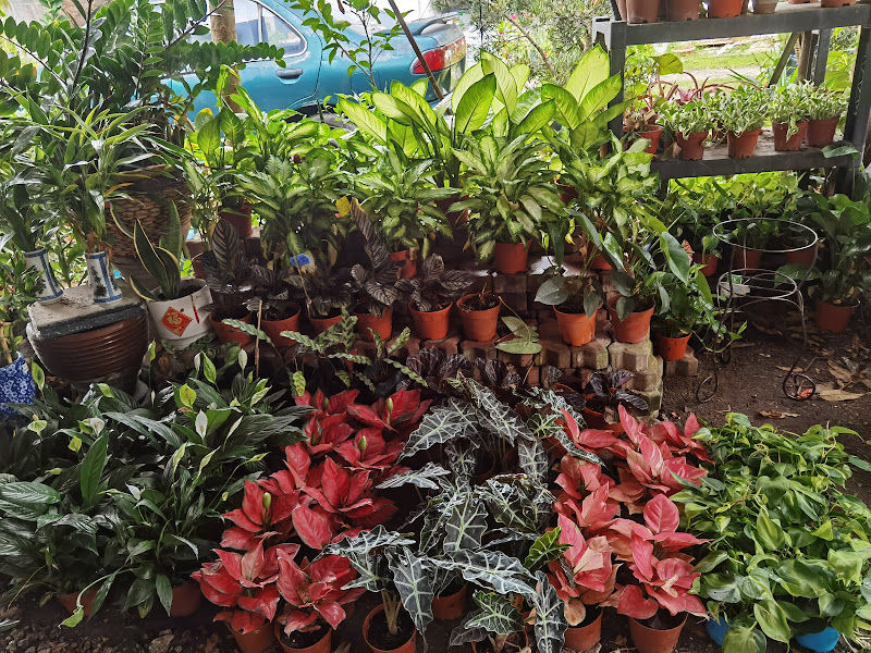 T&A Nursery & Landscape Trading gallery