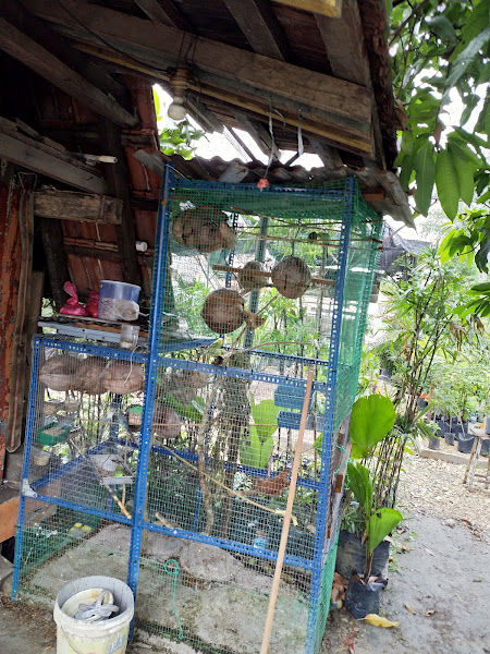 Nurseri Kota Lama Kuala Kangsar