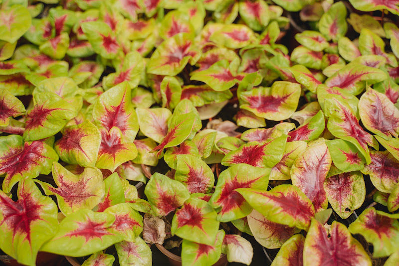 The Plant Project gallery