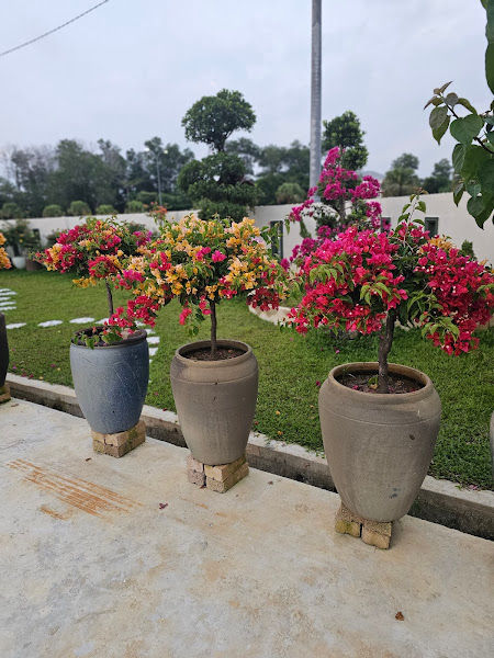Treetop Garden | Pemborong Pokok Buah-Buahan | Bunga | Pasu | Ipoh Perak gallery